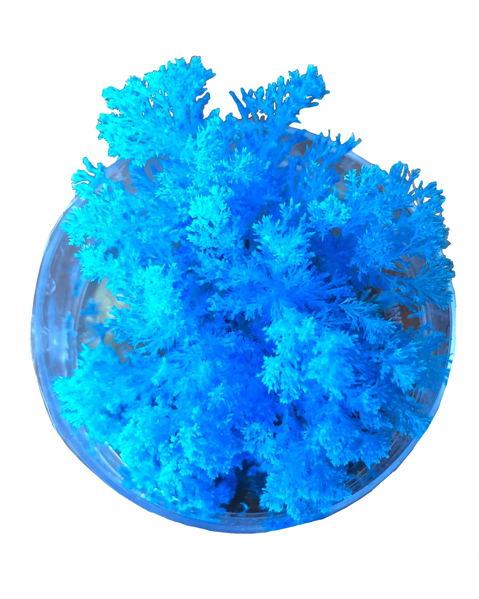 History - themed educational toys for homeschooling​ Coral Reef Magic Rock