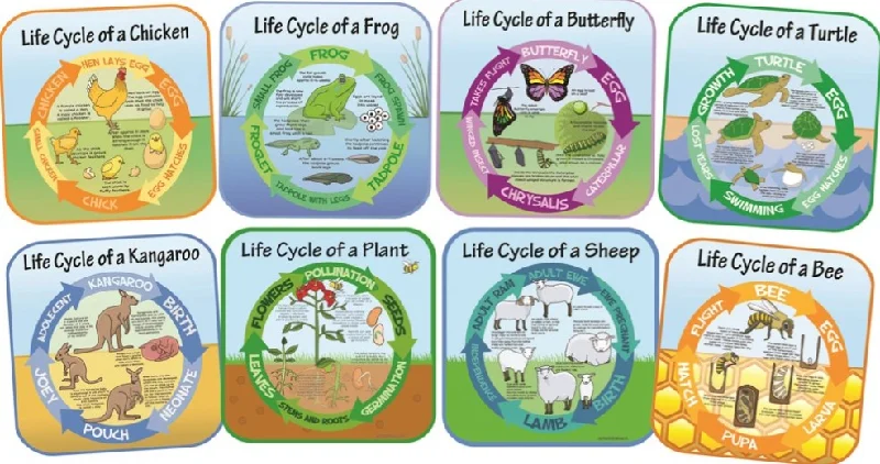 Outdoor toys for hot - weather play like water guns Life Cycles - Set of 8 Outdoor Signs Outdoor toys for hot - weather play like water guns Life Cycles - Set of 8 Outdoor Signs