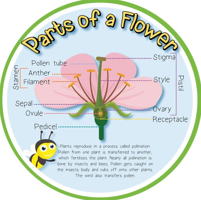 Outdoor toys for girls with cute designs Pollination - Parts of a Flower Outdoor Sign Outdoor toys for girls with cute designs Pollination - Parts of a Flower Outdoor Sign