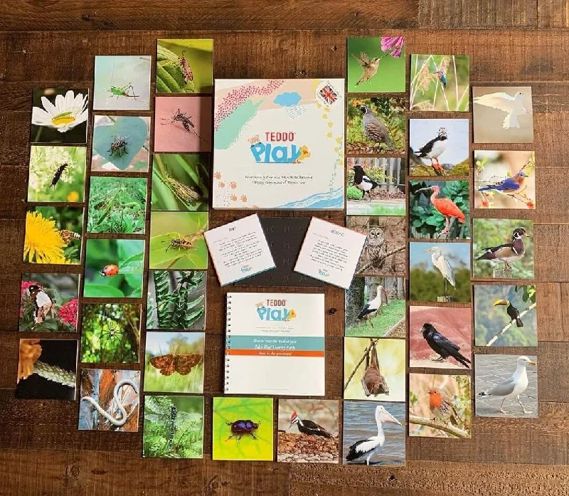 Educational toys for teaching environmental science​ TEDDO PLAY 40 LEARNING CARDS -BIRDS OF PREY, WILD ANIMALS, FARM ANIMALS & INSECTS (SPELLING EDITION)